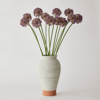 Allium Bundle - Purple
