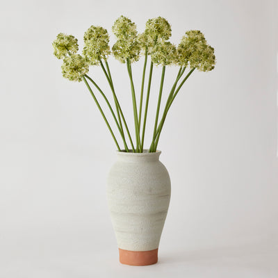 Allium Bundle - Green