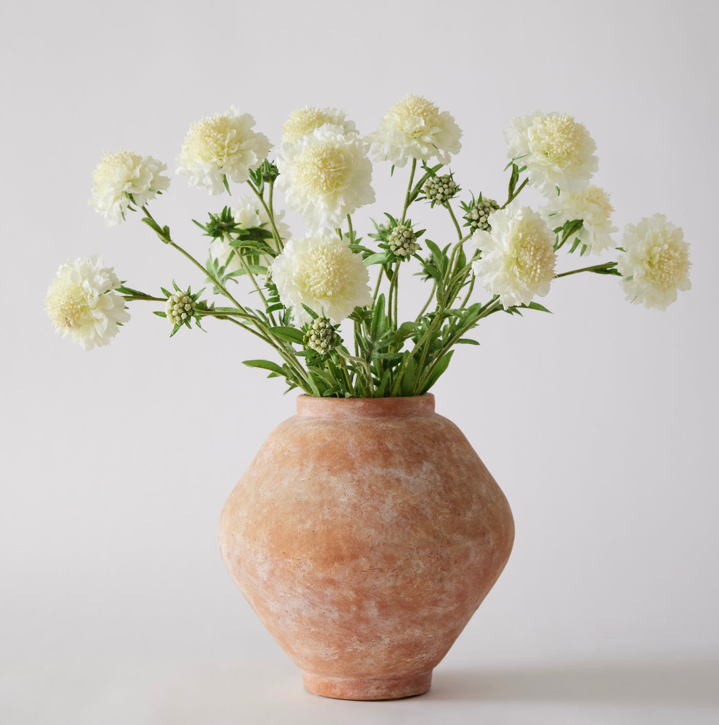 Scabiosia Bundle - White