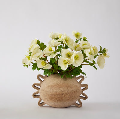 Hellebores Mini Bundle